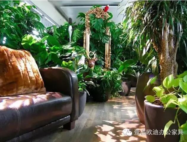 为什么办公室里一定要养植物？-草莓视频网站下载欧迪办公家具